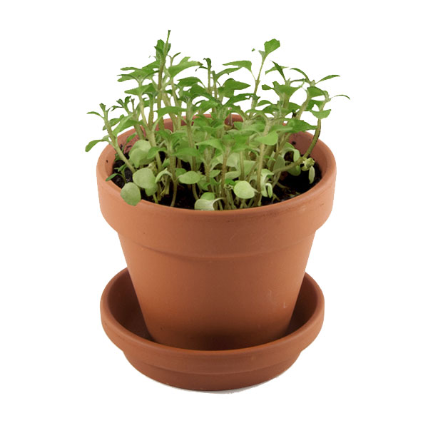 Kit de cultivo planta burbujeante