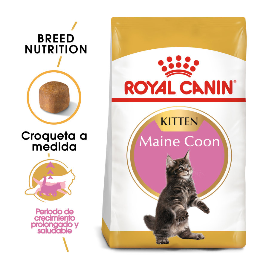 Royal Canin Kitten Maine Coon pienso para gatos