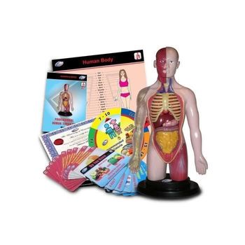 Juego Juego Educativo Del Cuerpo Humano